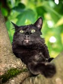 Da PyschoCat is Back