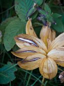Beige and purple leaves